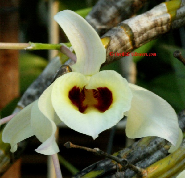 Dendrobium signatum Rchb. f. 1884