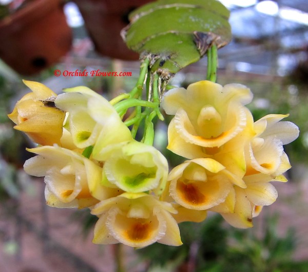 Miniature Orchid Dendrobium ypsilon