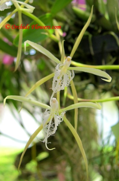 Epidendrum ciliare (Coilostylis ciliaris)