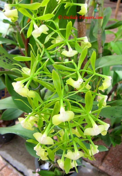 Epidendrum veroscriptum