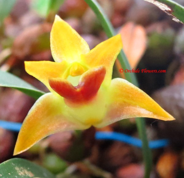Miniature Orchid Epigeneium nakaharaei