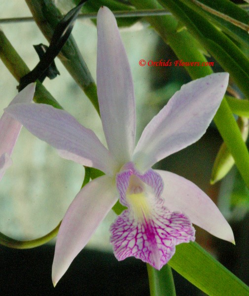 Orchid Hybrid Epithechea Stella Mancini