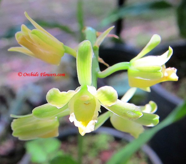 Terrestrial Thai Orchid Geodorum siamense