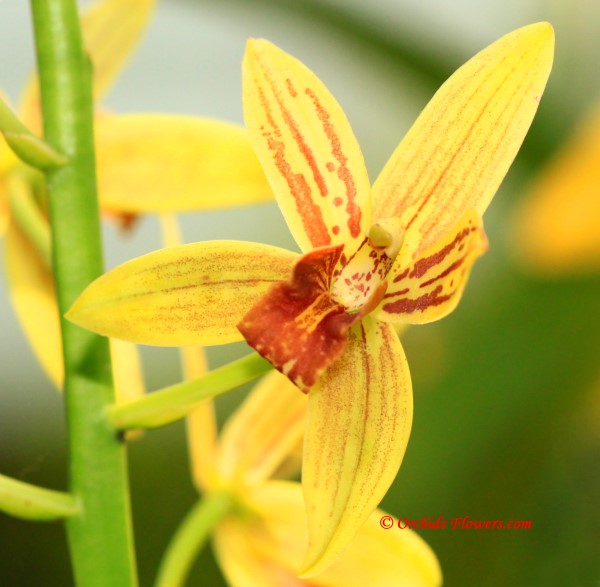 Thai Orchid Hybrid Grammatocymbidium Pakkret Adventure