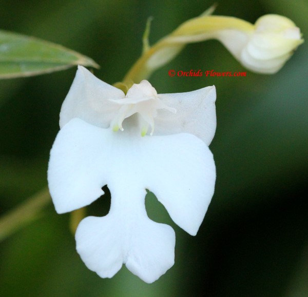 Terrestrial Orchid Habenaria carnea