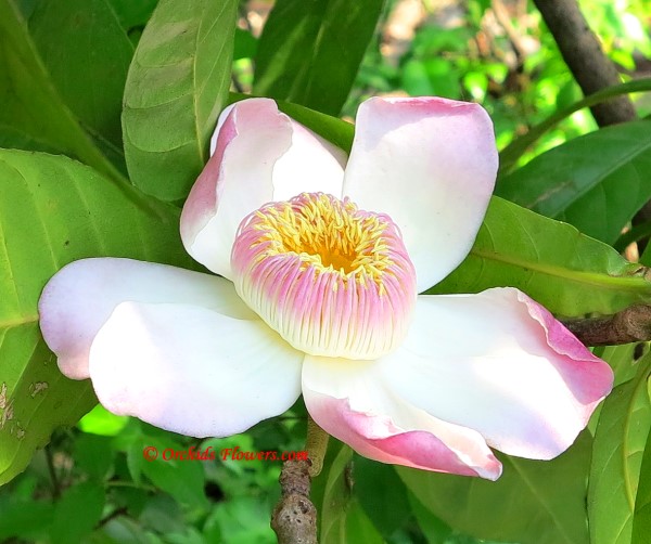 Heaven Lotus (Gustavia gracillima)