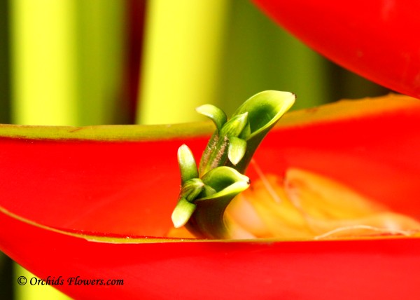 Heliconia stricta Huber, Flower Macro