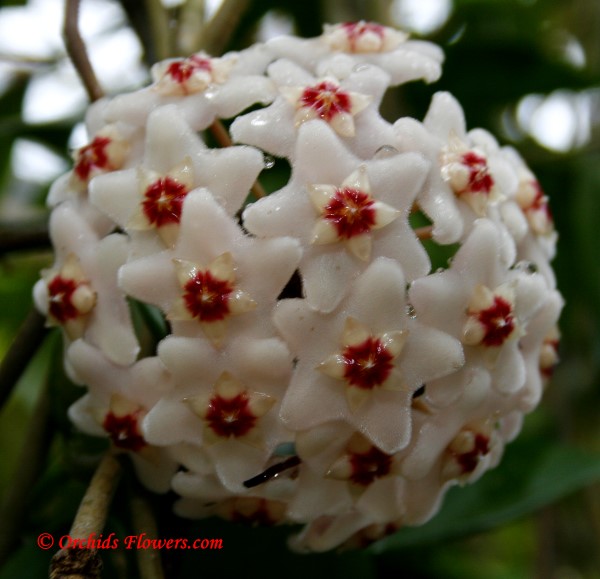 Hoya carnosa white