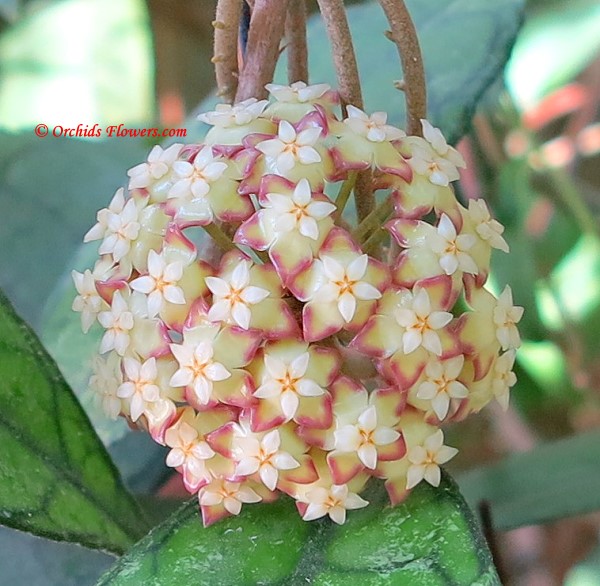 Hoya finlaysonii Wax Flower