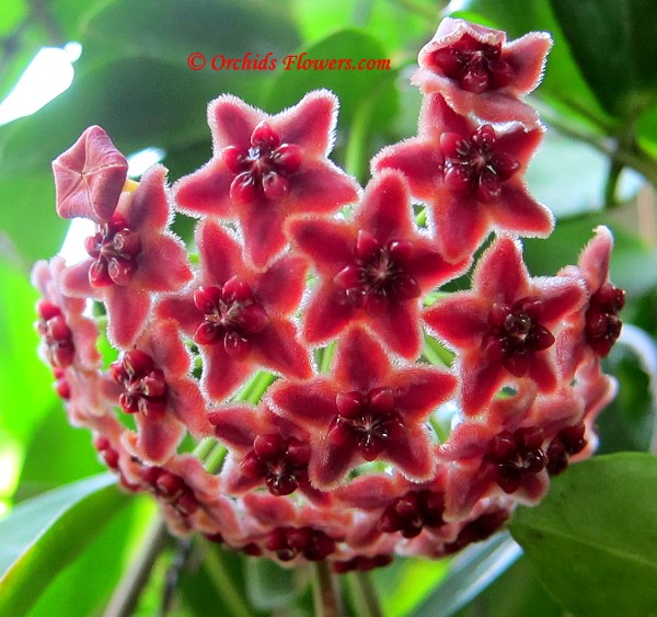 Hoya globulifera Blume 1850