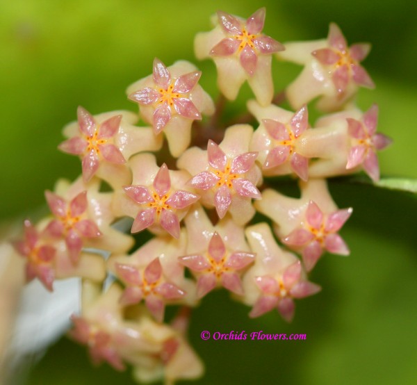 Hoya vitellina Blume 1849