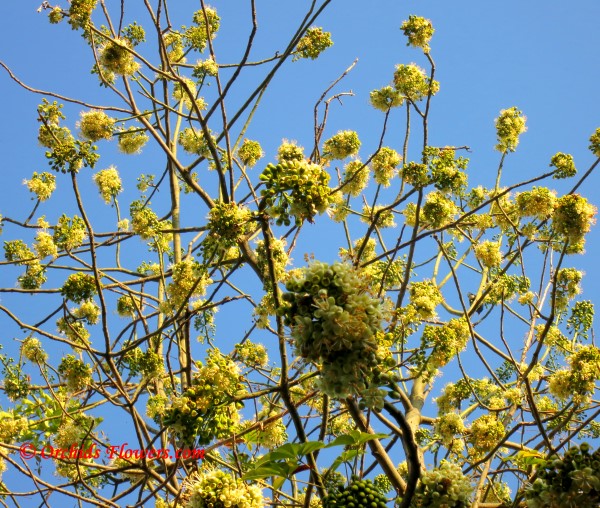 Flowering Kapok Tree (Ceiba pentandra)