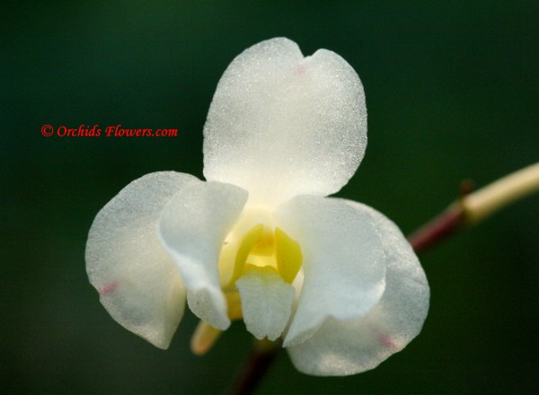 Laos Orchid Holcoglossum calcicola
