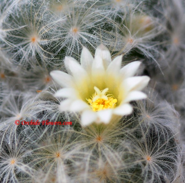 Feather Cactus (Mammillaria plumosa)