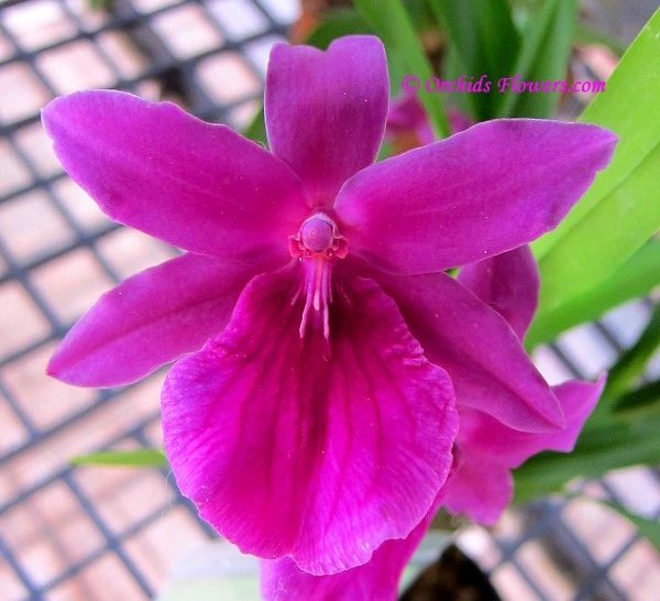Orchid Hybrid Miltonia Honolulu