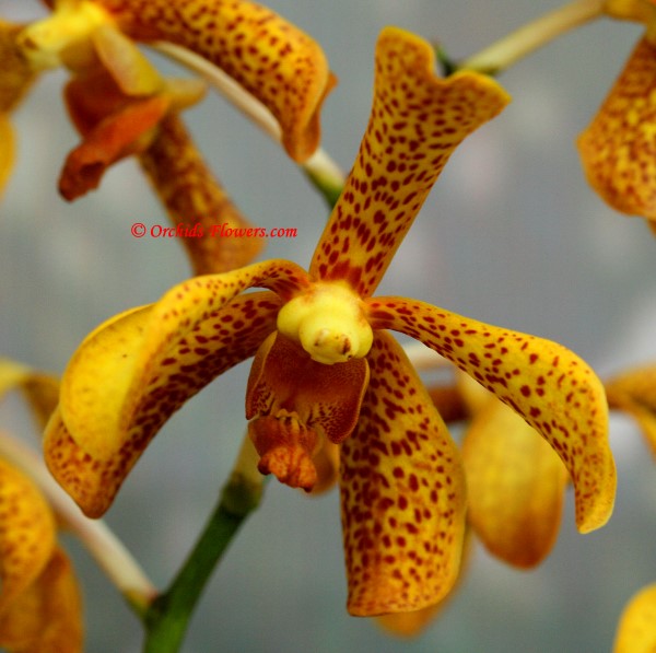 Orchid Hybrid Mokara Golden Tommy