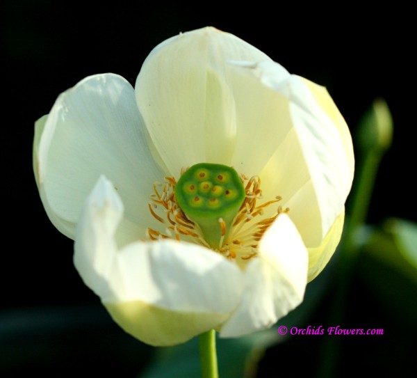 Nelumbo nucifera, White Indian Lotus, Hindu Lotus