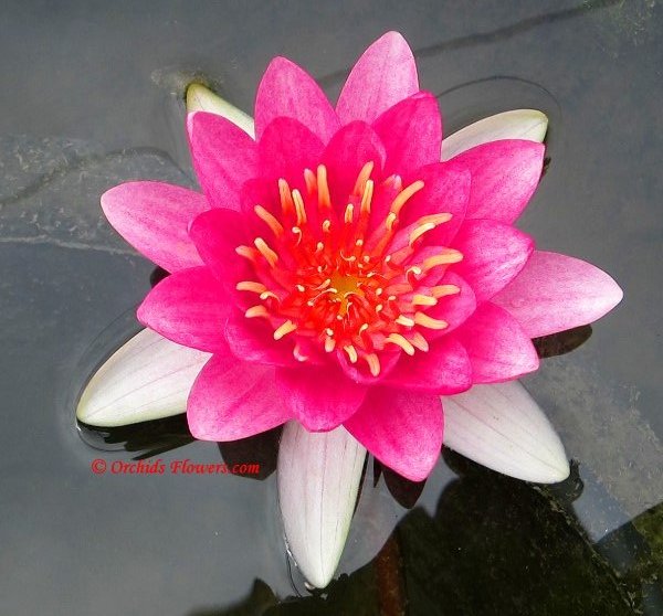 Water Lily Hybrid Nymphaea Charles de Meurville