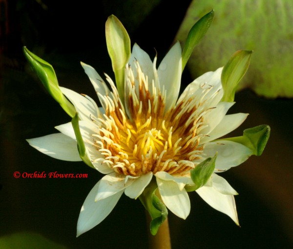 Nymphaea Nang Kwak Khao, Indian Goddess Water Lily White