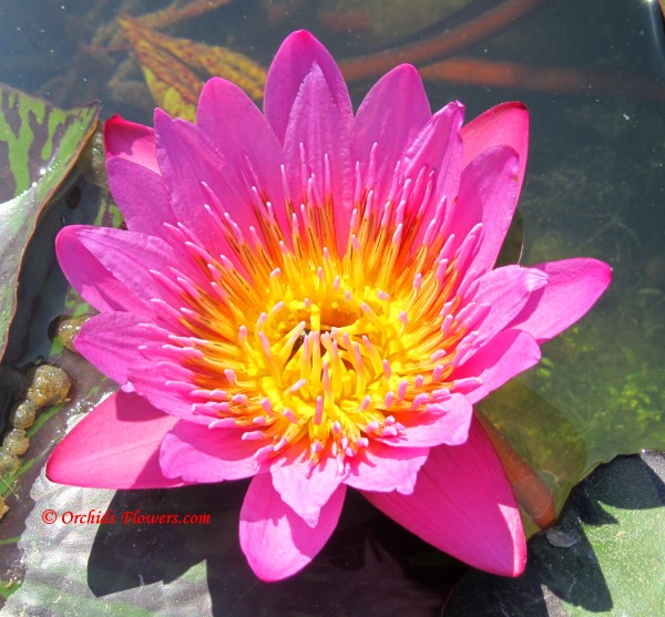 Water Lily Nymphaea Ply
