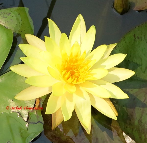 Water Lily Hybrid Nymphaea Sunrise