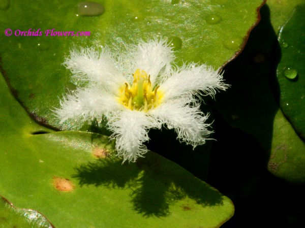 Nymphoides indica (L.) Kuntze