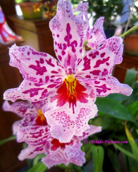 Odontonia Susan Bogdanow Miltonia Orchid Hybrid