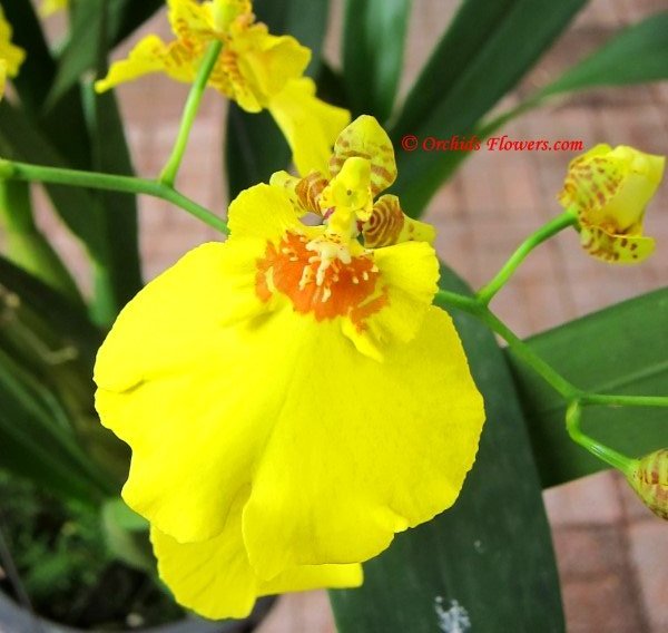 Orchid Hybrid Oncidesa Sweet Sugar