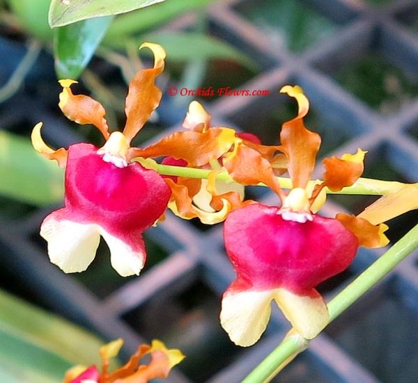 Orchid Hybrid Oncidium Hawaiian Sunset