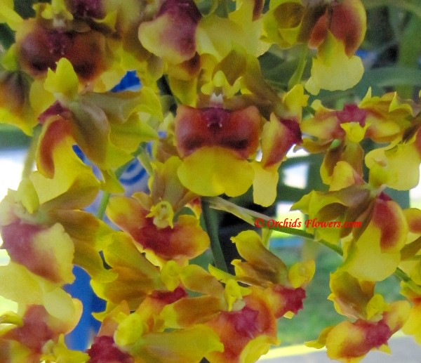 Orchid Hybrid Oncidium Pupukea Sunset