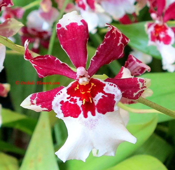 Orchid Hybrid Oncidopsis Bartley Schwarz