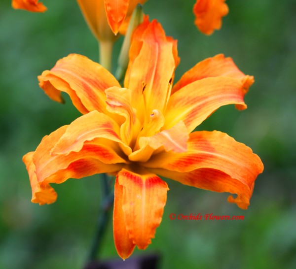 Orange Daylily (Hemerocallis fulva)