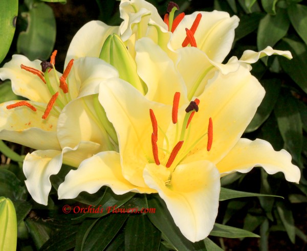 Oriental Lily Lilium Cherbourg