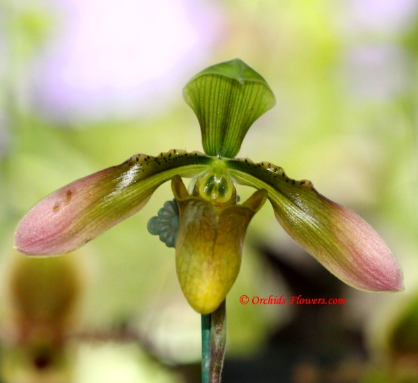 Lady Slipper Orchid Paphiopedilum appletonianum
