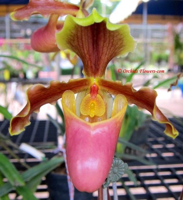 Lady Slipper Orchid Paphiopedilum coccineum