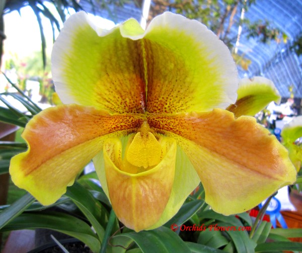 Lady Slipper Orchid Paphiopedilum Coro Oro