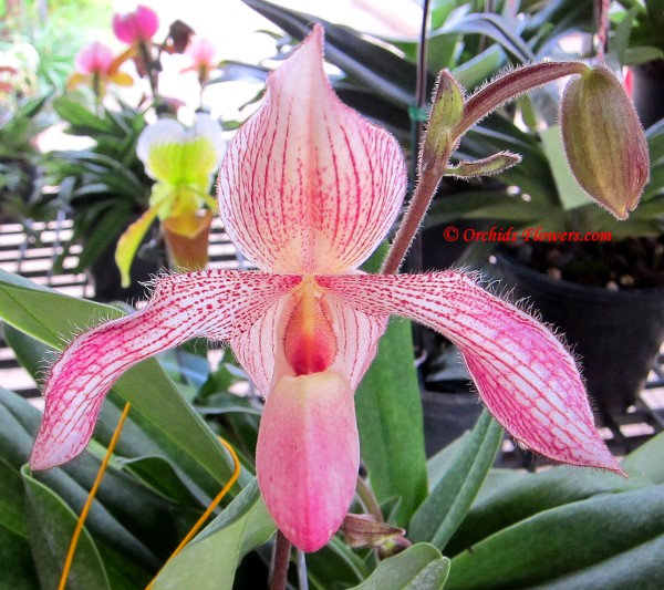 Lady Slipper Orchid Paphiopedilum Delrosi