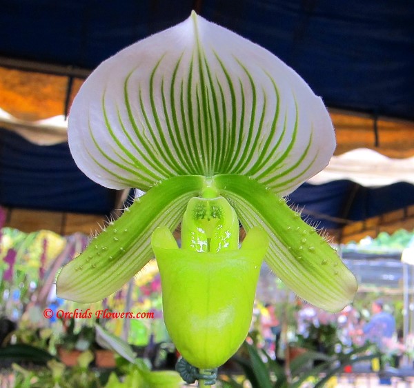 Lady Slipper Orchid Paphiopedilum Doitung Emerald