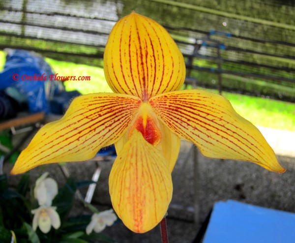 Lady Slipper Orchid Hybrid Paphiopedilum Dollgoldi