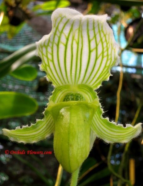 Lady Slipper Orchid Paphiopedilum fairrieanum fo. bohlmannianum
