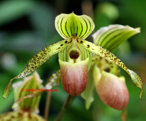 Lady Slipper Orchid Paphiopedilum Florento