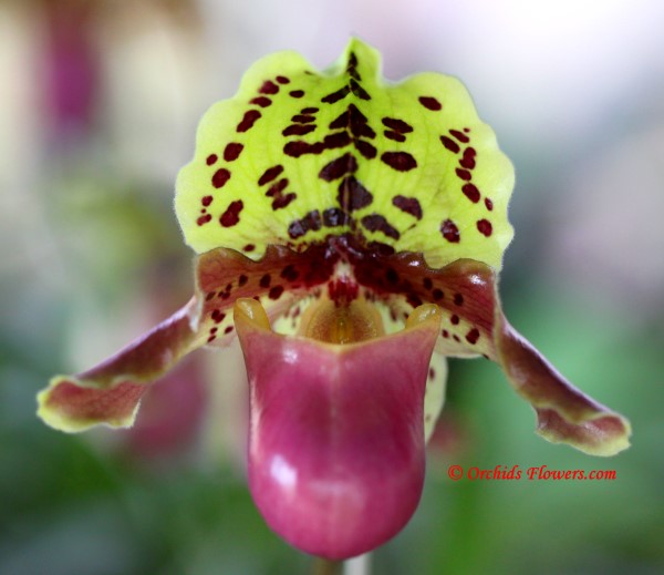 Lady Slipper Orchid Paphiopedilum henryanum