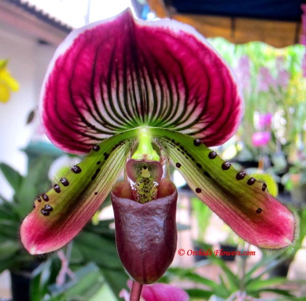 Lady Slipper Orchid Paphiopedilum Hsinying Pitch