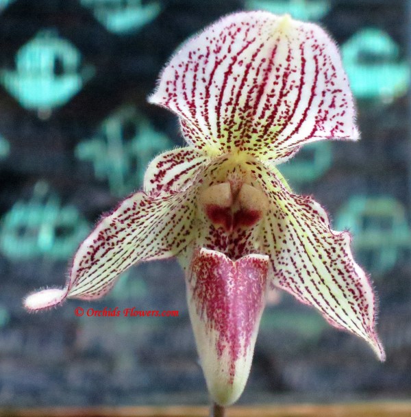 Lady Slipper Orchid Paphiopedilum Iona