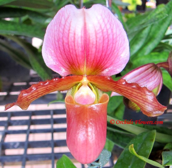 Miltonia spectabilis var semi alba orchid species.