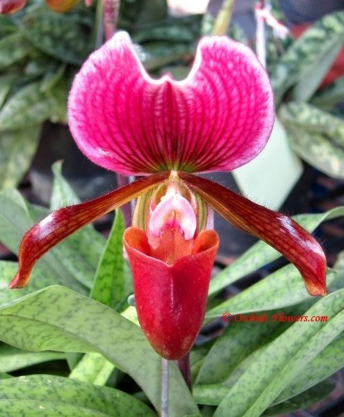 Lady Slipper orchid hybrid Paphiopedilum Rosita