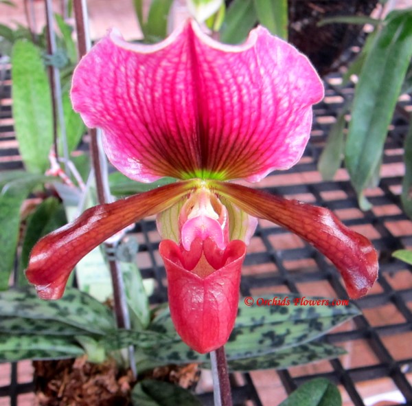Lady Slipper Orchid  Paphiopedilum Schaetzchen