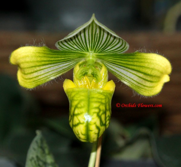 Lady Slipper Orchid Paphiopedilum venustum var. alba