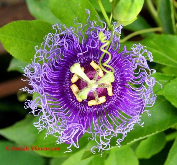 Passionflower Passiflora Blue Eyed Susan