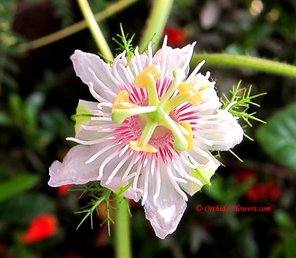 Santo Papa Passionflower (Passiflora foetida)